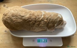 Labradoodle dogs for sale: Labradoodles for Sale! - Image 11