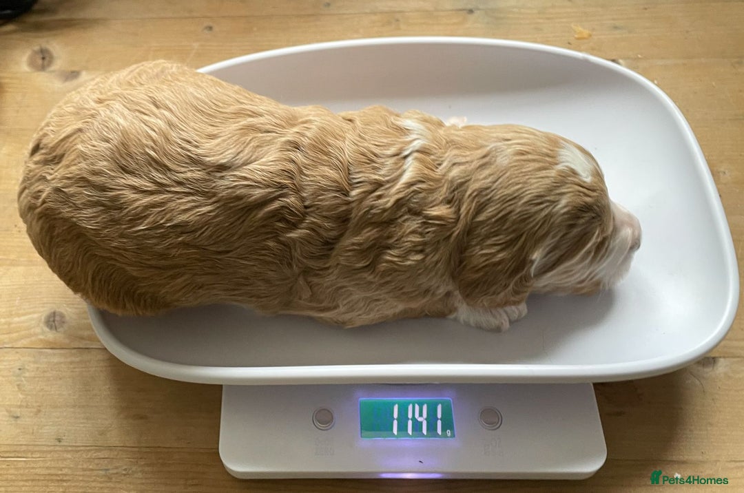 Labradoodle dogs for sale: Labradoodles for Sale! - Image 11