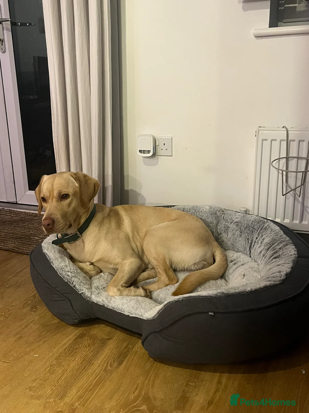 Labrador Retriever dogs for sale: Labrador retriever looking for a new home - Advert 3