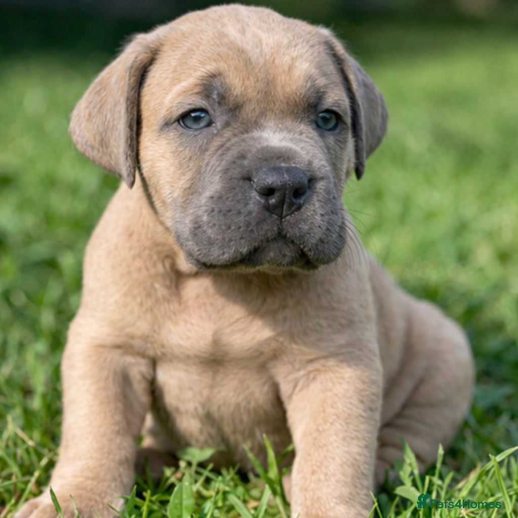 Cane Corso dogs Champion Cane Corso Puppies Health Tested  - Advert 10