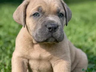 Cane Corso dogs Champion Cane Corso Puppies Health Tested - Advert 10