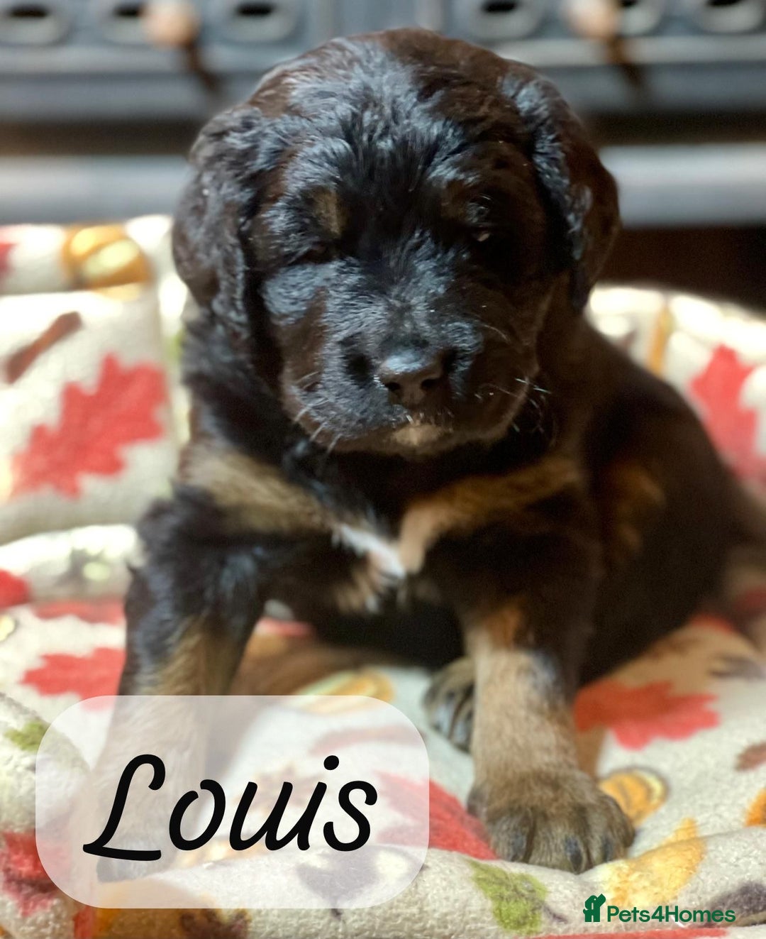 Bernedoodle dogs for sale: Beautiful Bernedoodle babies  - Advert 28