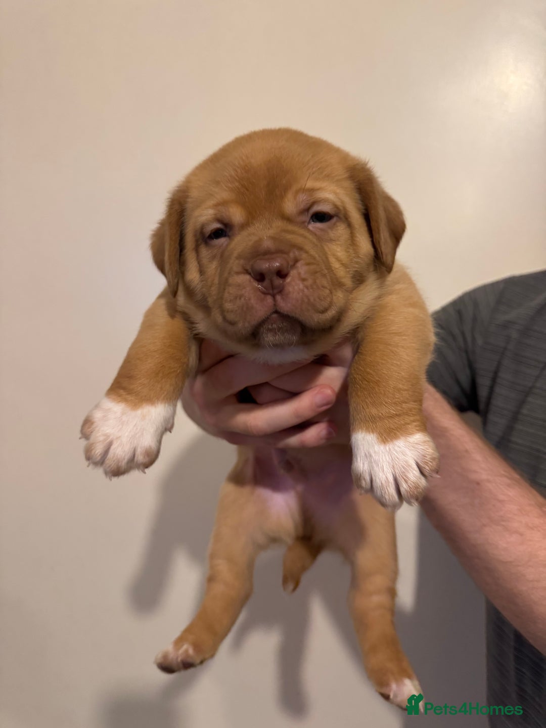 Dogue De Bordeaux dogs for sale: Dogue de Bordeaux pups for sale - Advert 3