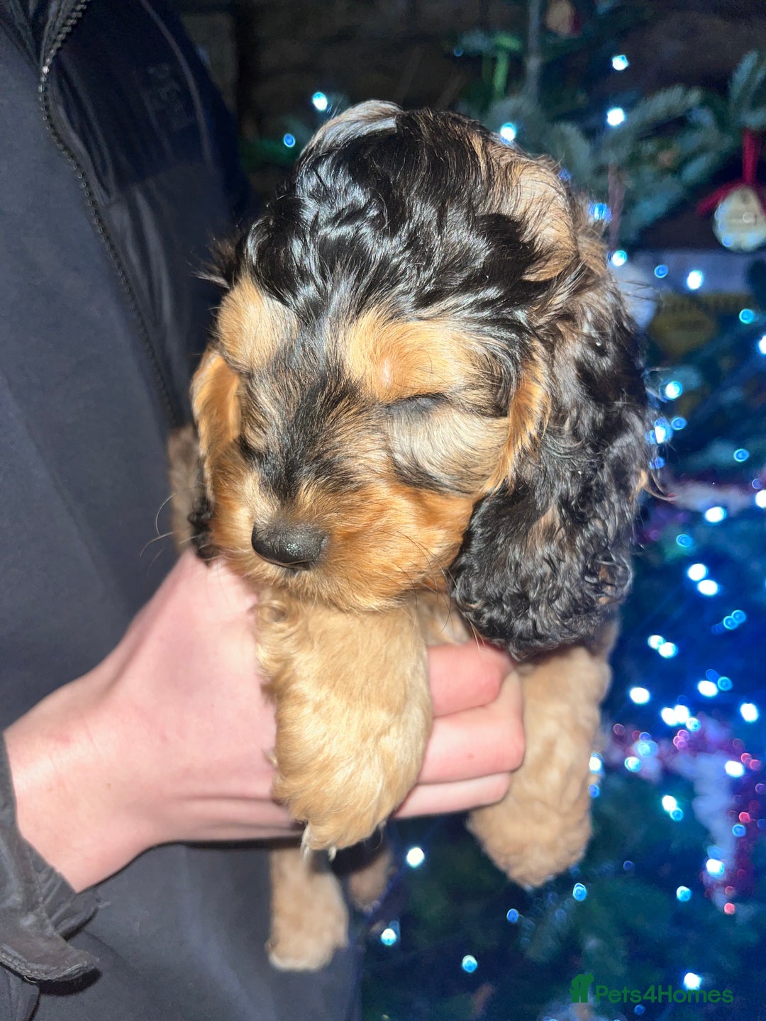 Australian Labradoodle dogs for sale: Gorgeous Australian Labradoodle Puppies  - Advert 25