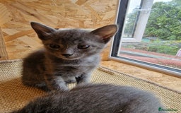Russian Blue cats for sale: Pure Russian Blue Kittens for sale - 2 Boys 1 Girl - Image 13