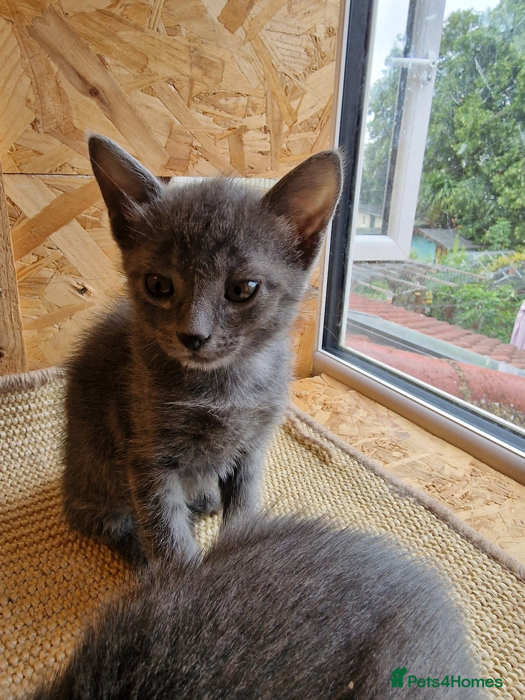 Russian Blue cats for sale: Pure Russian Blue Kittens for sale - 2 Boys 1 Girl - Image 13