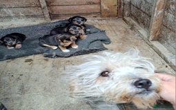 Patterjack dogs for sale: Patterjack pups - Image 1