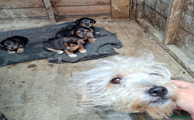 Patterjack dogs - Advert 1