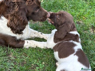 English Springer Spaniel dogs English Springer spaniel - Advert 7