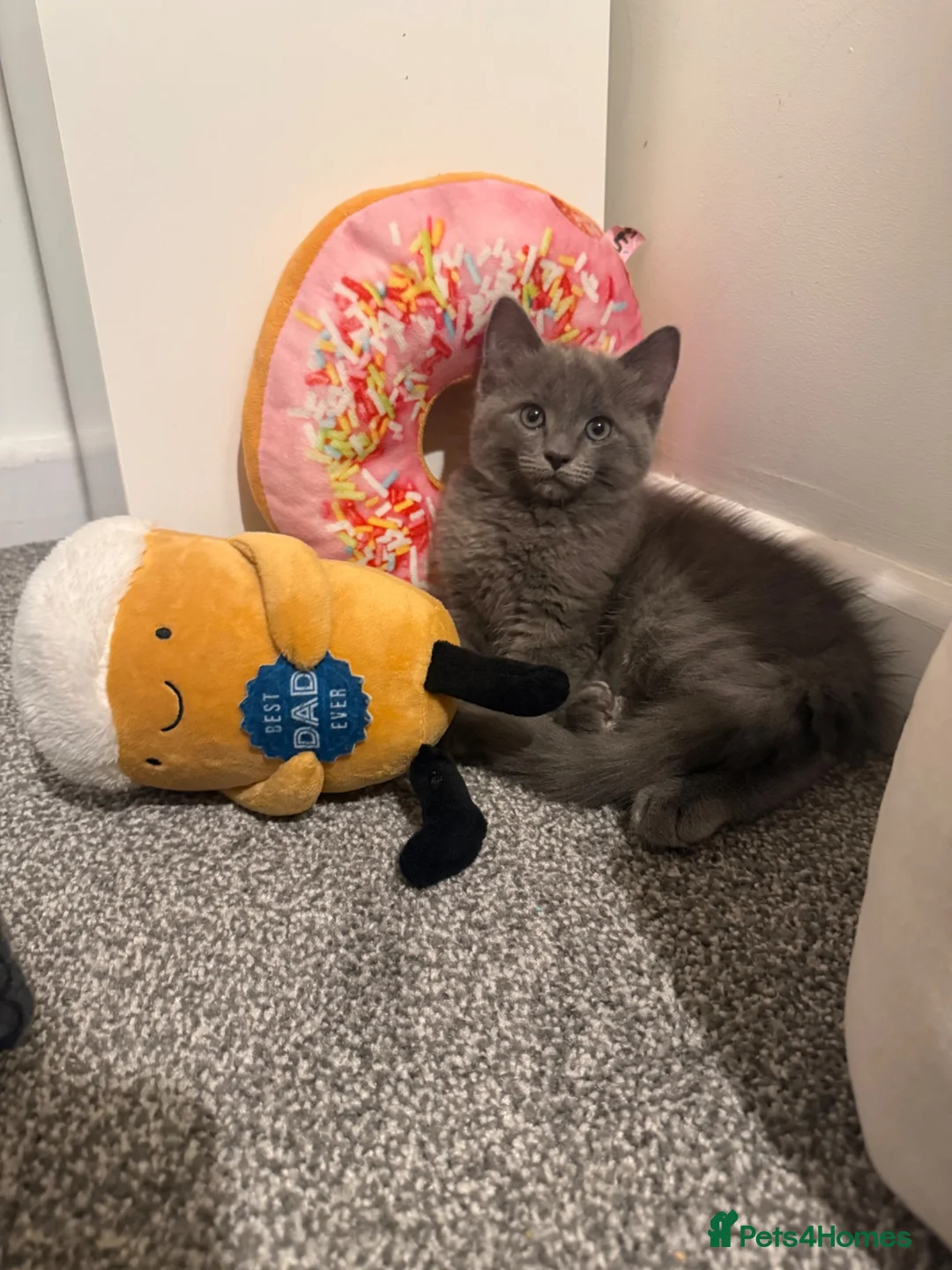 Ragdoll cats for sale: Ragdoll kitten  in Birmingham - Advert 1