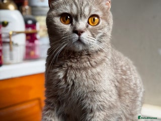 British Shorthair cats - Advert 1