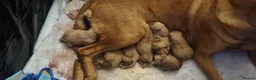 Labrador Retriever dogs for sale: Fox Red puppies kc reg working parents in Barnsley - Advert 2