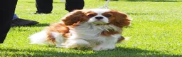 Cavalier King Charles Spaniel dogs for stud: KC Registered Health Tested Blenheim CKCS Stud - Advert 3