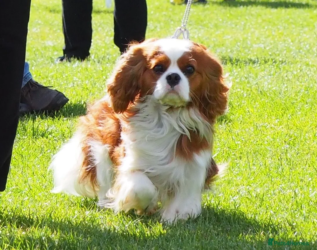 Cavalier King Charles Spaniel dogs for stud: KC Registered Health Tested Blenheim CKCS Stud - Advert 2