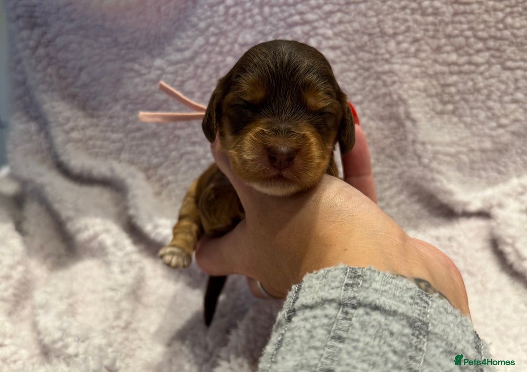 Cockapoo dogs for sale: F1 health clear stunning cockapoos - Image 15