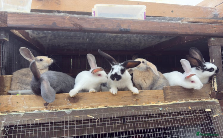 Continental Giant rabbits - Advert 1