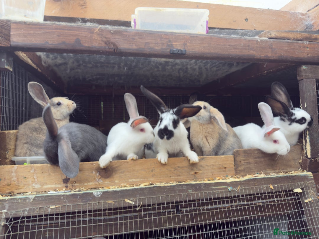 Continental Giant rabbits for sale: Continental giant cross  - Image 1