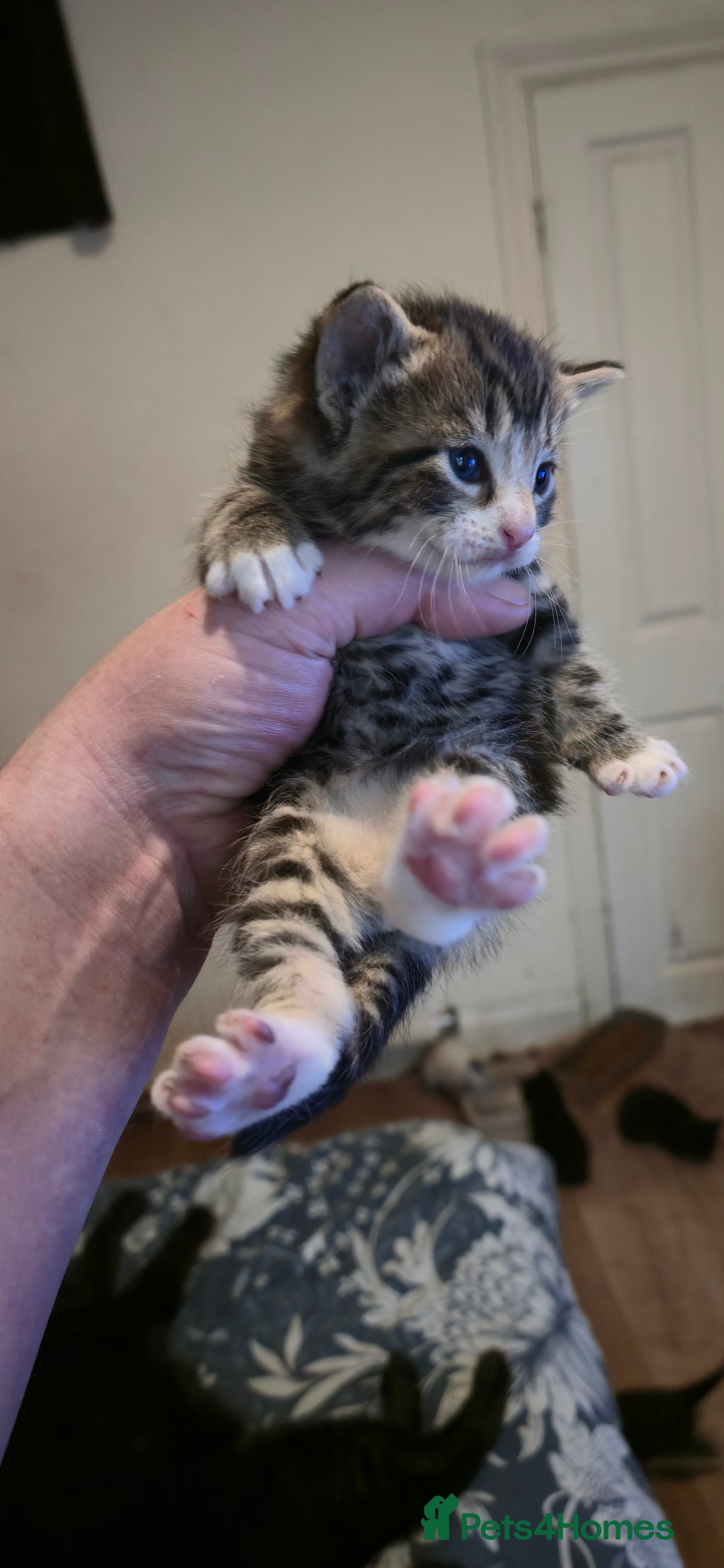 Mixed Breed cats for sale: 11 beautifull kittens ready for 14/01/2026 - Advert 11