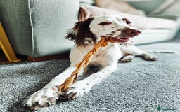 English Springer Spaniel dogs for sale: Forrest, 1.5yr old male ESS - Image 4