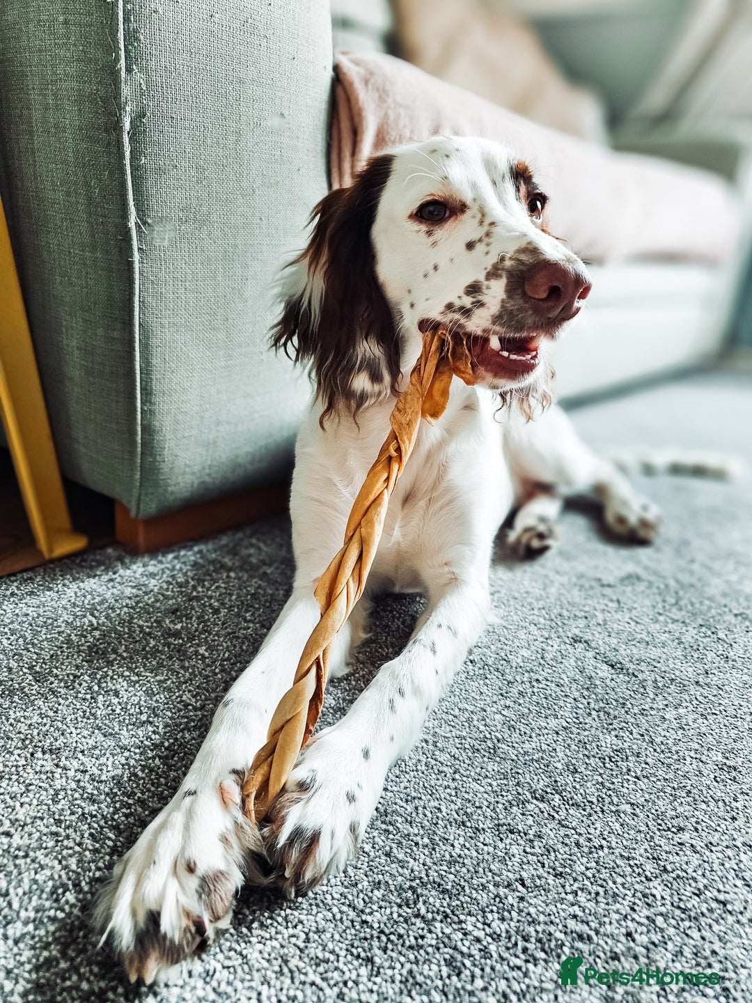 English Springer Spaniel dogs for sale: Forrest, 1.5yr old male ESS - Image 4
