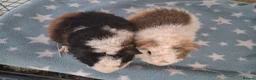 Guinea Pig rodents for sale: Teddy babies - Advert 5