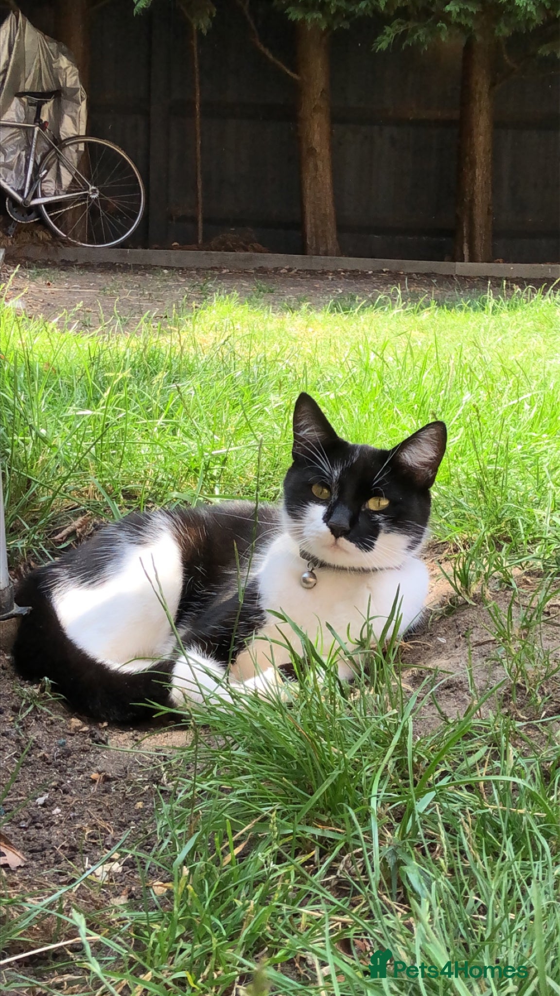 Mixed Breed cats Luna looking for a home - Advert 2