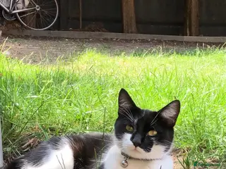 Mixed Breed cats Luna looking for a home - Advert 1