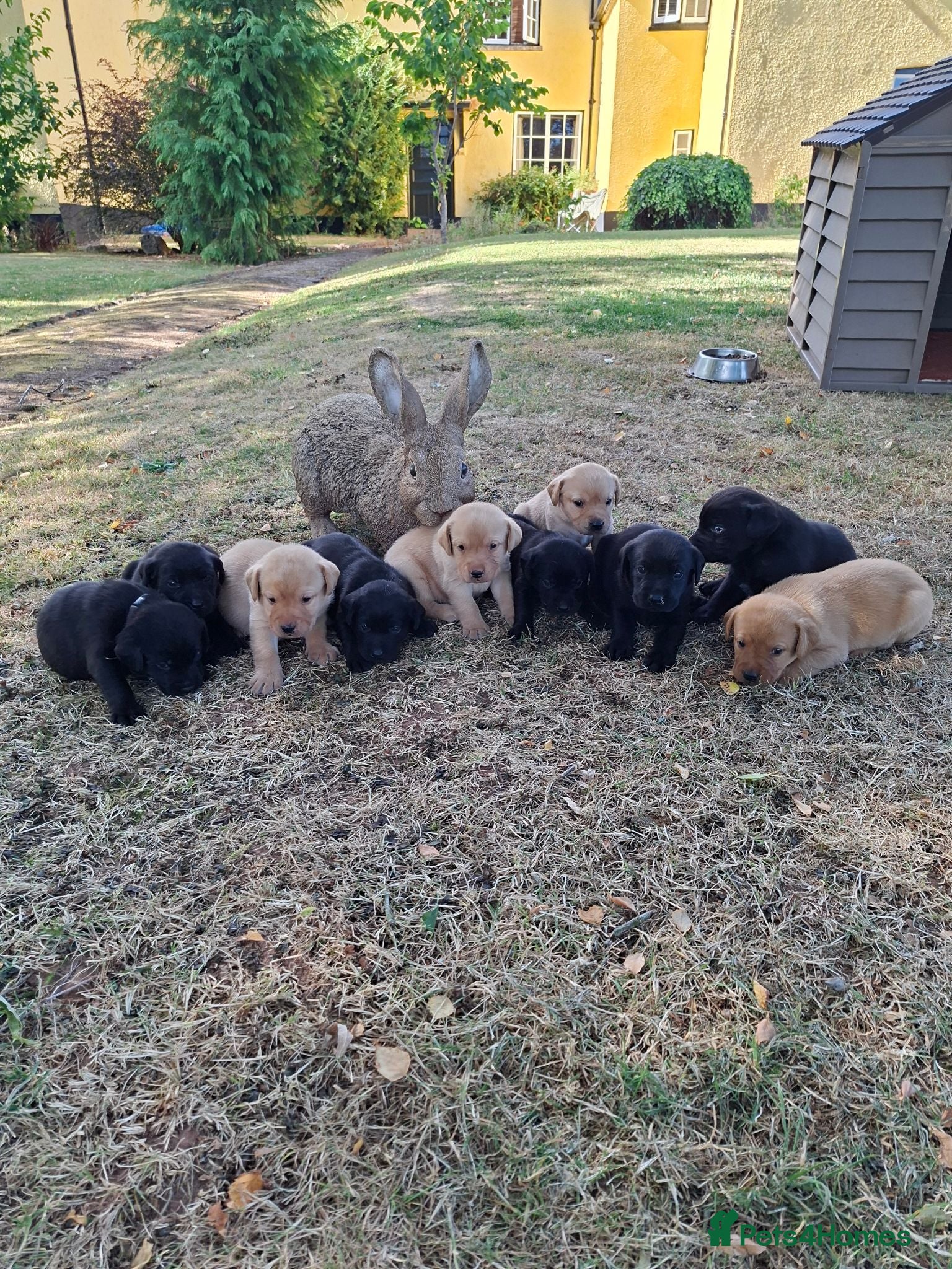 Labrador Retriever dogs Gorgeous KC registered puppies.  - Advert 18