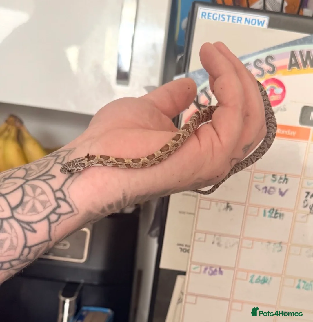 Corn Snake reptiles for sale: Corn snake and full set up including 3ft vivarium  - Advert 2