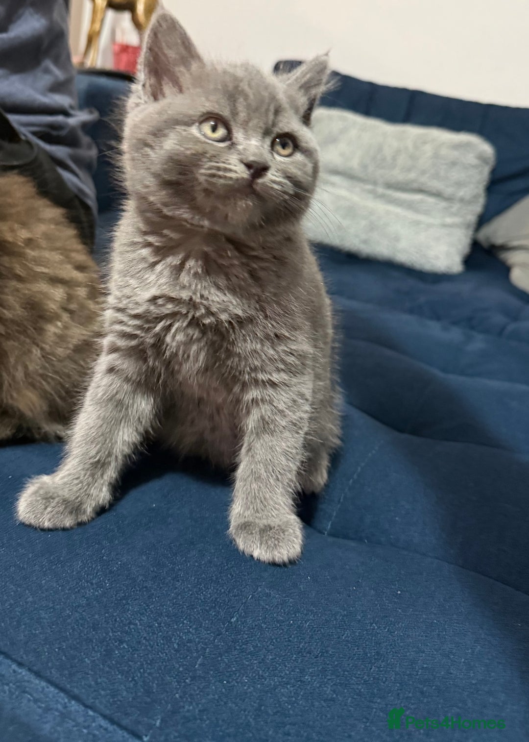 British Longhair cats for sale: British longhair X British Blue - Image 4