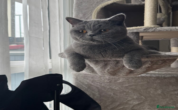 British Shorthair cats - Advert 10