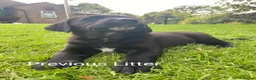 Labrador Retriever dogs for sale: 8 labrador puppies  in Sandbach - Advert 10