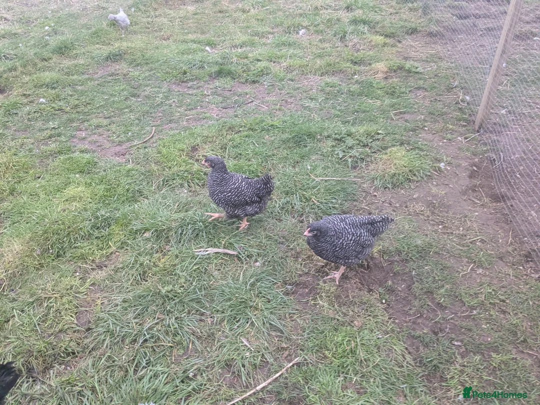 Geese poultry for sale: Call ducks, Light Sussex, Faverolle, Aracaunas,Wel - Advert 10