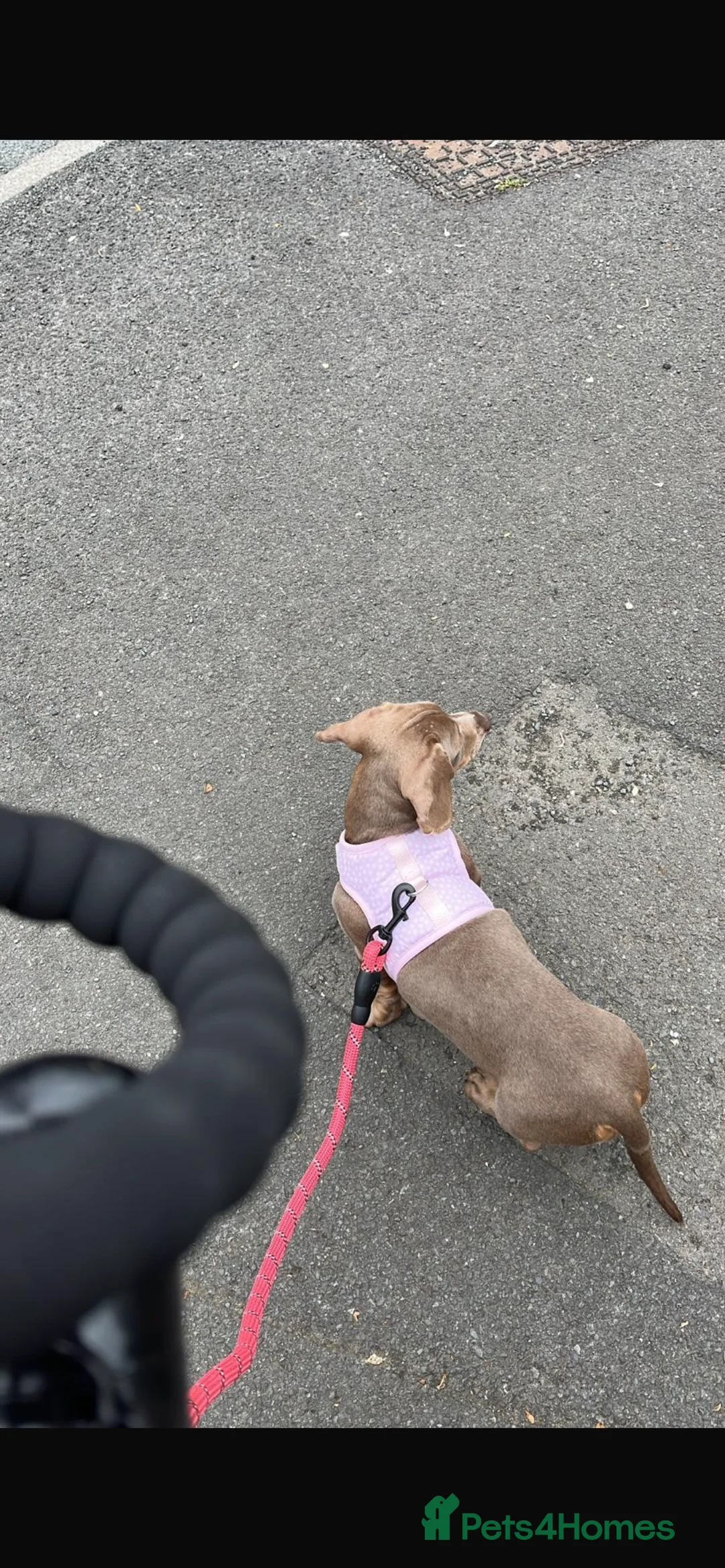 Dachshund dogs for sale: mini dachshund blue lilac - Advert 2