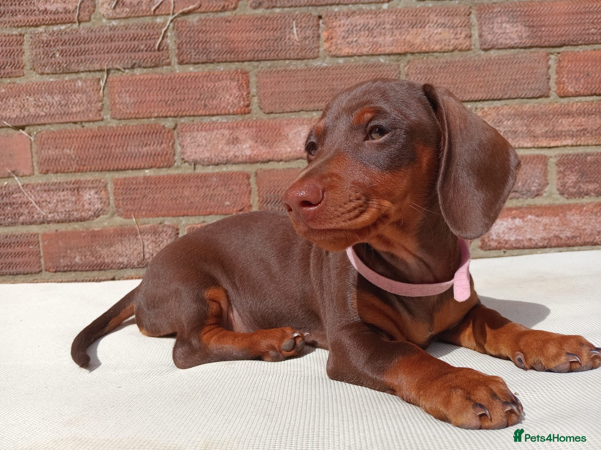 Dachshund dogs 1 beautiful chunky dachshund girl left available  - Advert 2