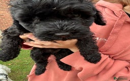 Cockapoo dogs for sale: Cockapoo pups - Image 30