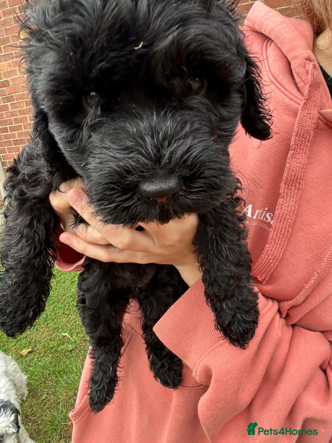 Cockapoo dogs for sale: Cockapoo pups - Image 30