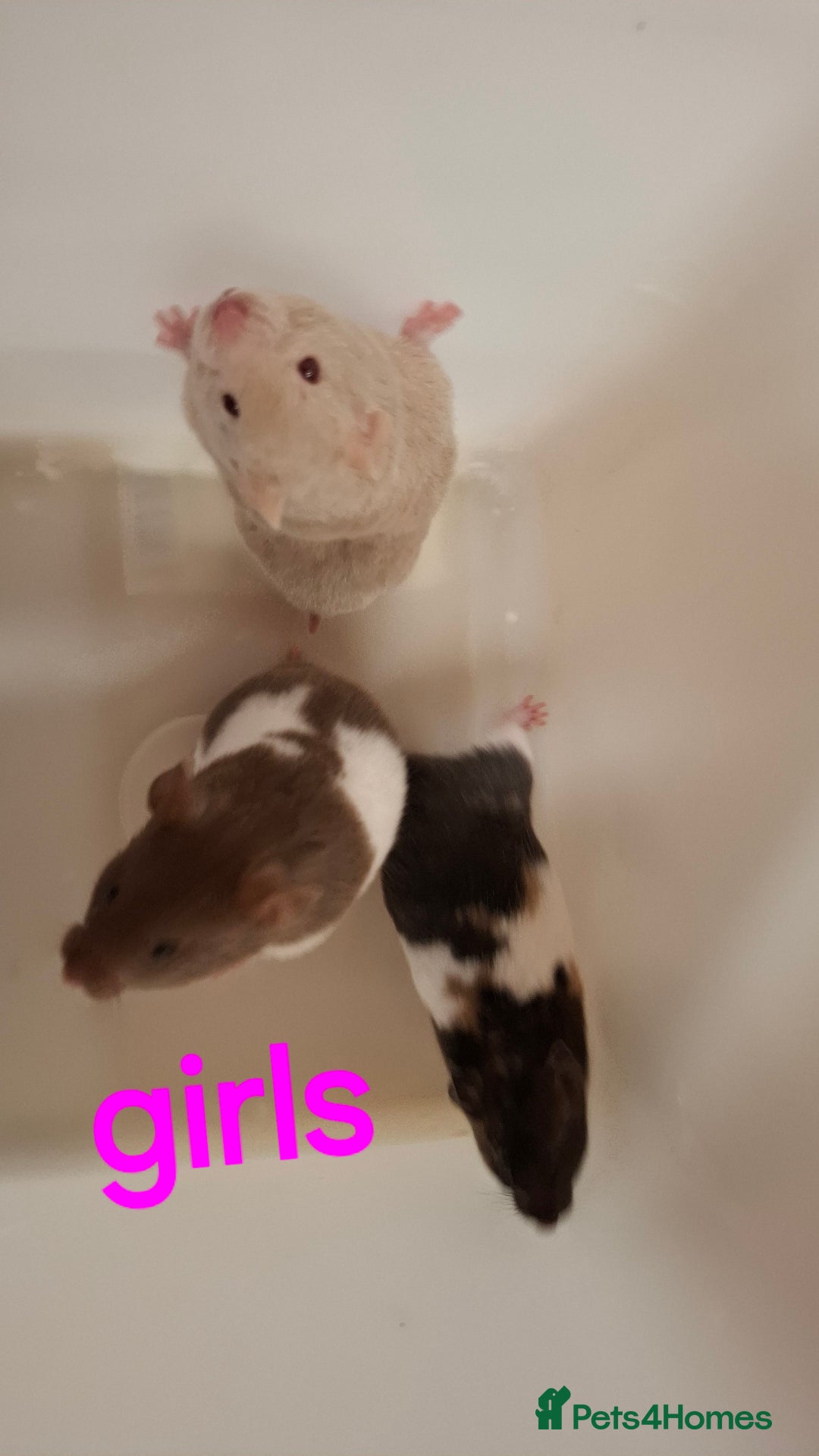 Hamster rodents for sale: Baby Syrian Hamsters - Advert 3