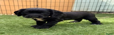 Cocker Spaniel 9