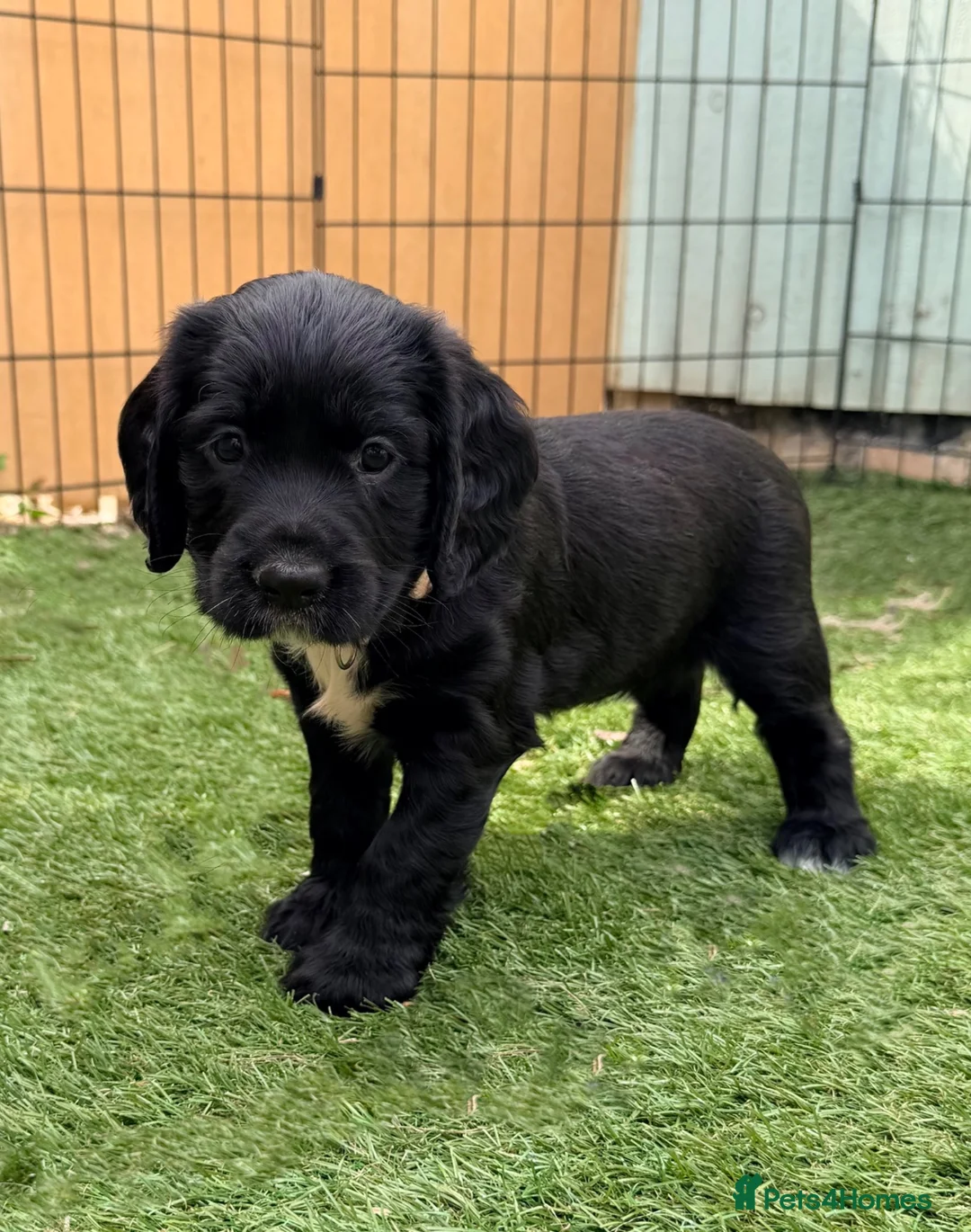 Cocker Spaniel dogs for sale: Gorgeous Cocker Spaniel Puppies  - Advert 2