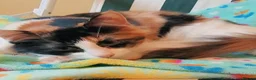 Mixed Breed cats for adoption: JEMIMA - Advert 3