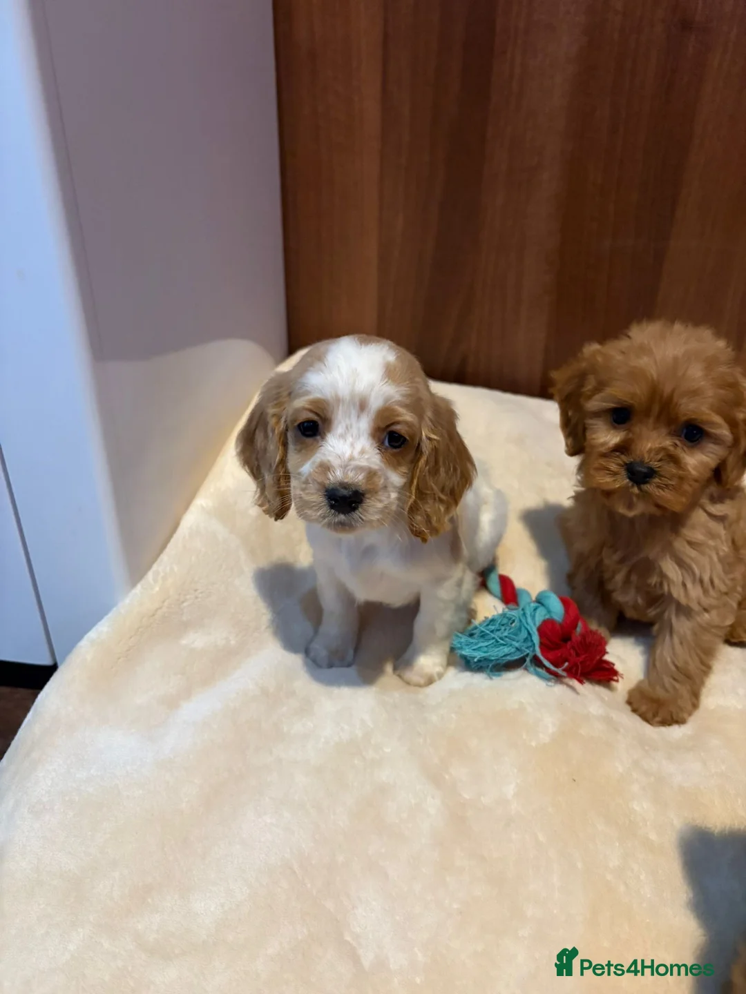 Cockalier dogs for sale: Adorable cockaliers  - Advert 13