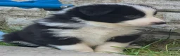 Border Collie dogs for sale: ​Border Collie Pups: Rare Slate Merle & B/W - Advert 5