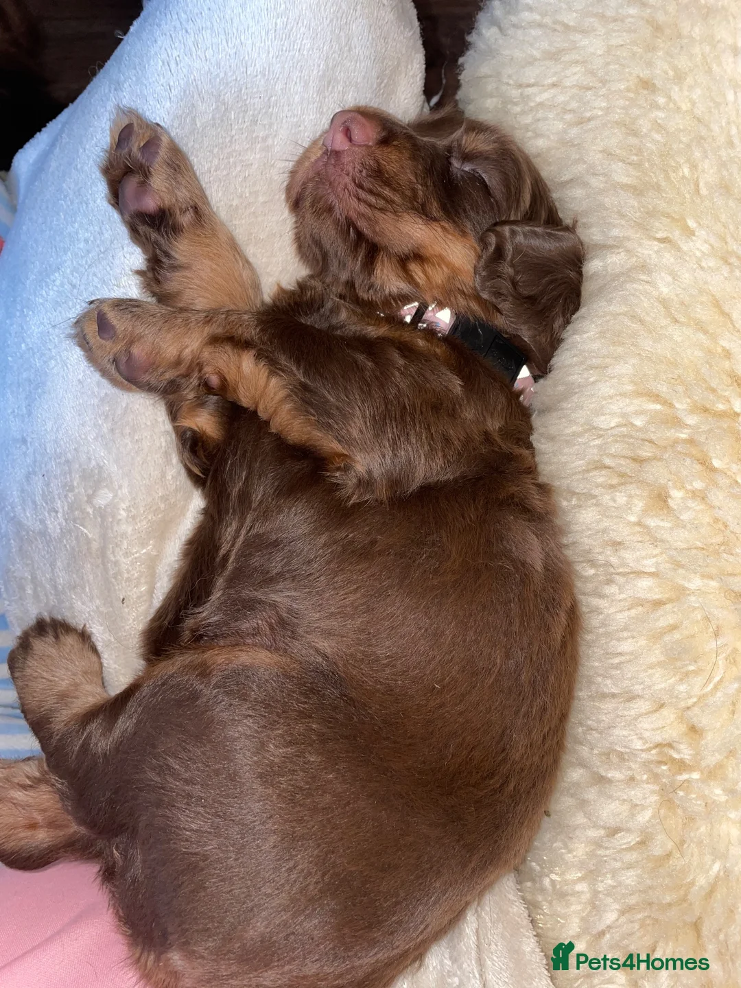 Cocker Spaniel dogs for sale: Tri working cocker spaniel girl  - Advert 13