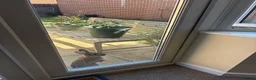 English rabbits for sale: Rabbit Pair  - Advert 8