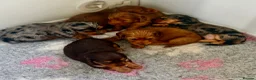 Miniature Dachshund dogs for sale: Outstanding litter of miniature sausage dogs  - Advert 1