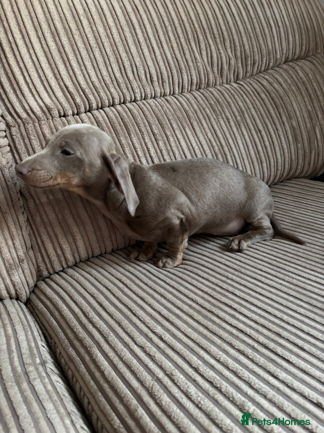 Dachshund dogs for sale: Dachshund (Girl)  - Advert 4
