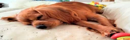 Cavalier King Charles Spaniel dogs for sale: Very Happy Cavalier King Charles  - Advert 10