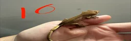 Gecko reptiles for sale: 12 x Crested Gecko babies - Advert 11