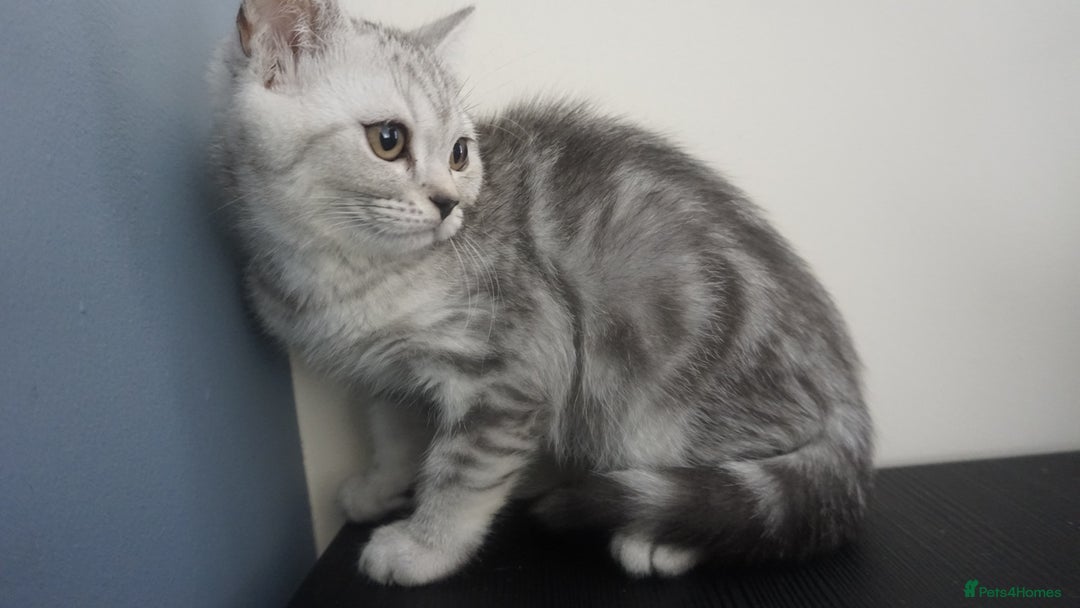 British Shorthair cats for sale: STUNNING British Shorthair Kittens Silver Tabbies - Image 5
